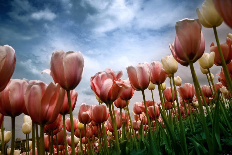 Tulpen LekkerNaarZee Callantsoog